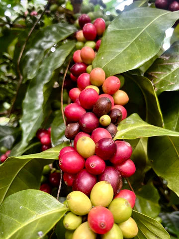 FINCA LIBRE – Coffee Flock