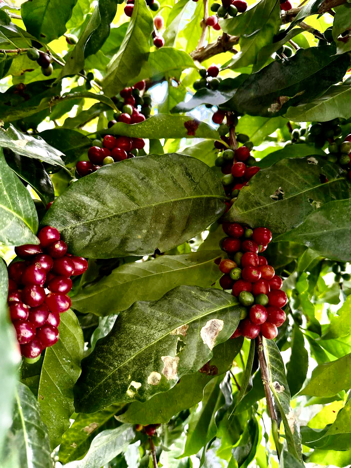 Coffea School & Proyecto Origen at Finca Rancho Contento, Yauco, Puerto Rico, 2023