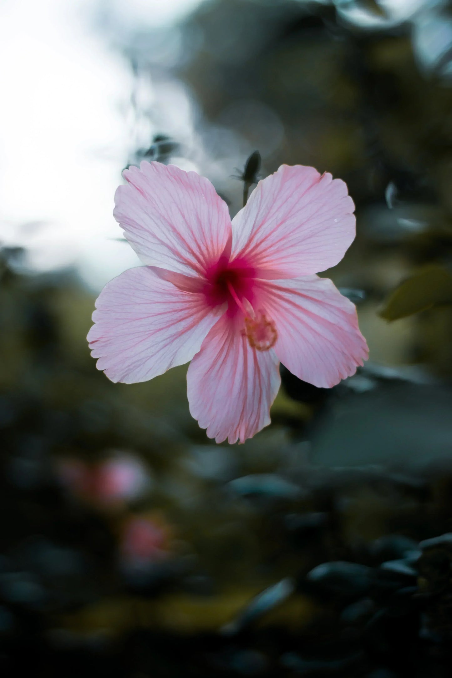 Hibiscus tea, the tea beverage that is not a flower nor either a tea! Go figure!