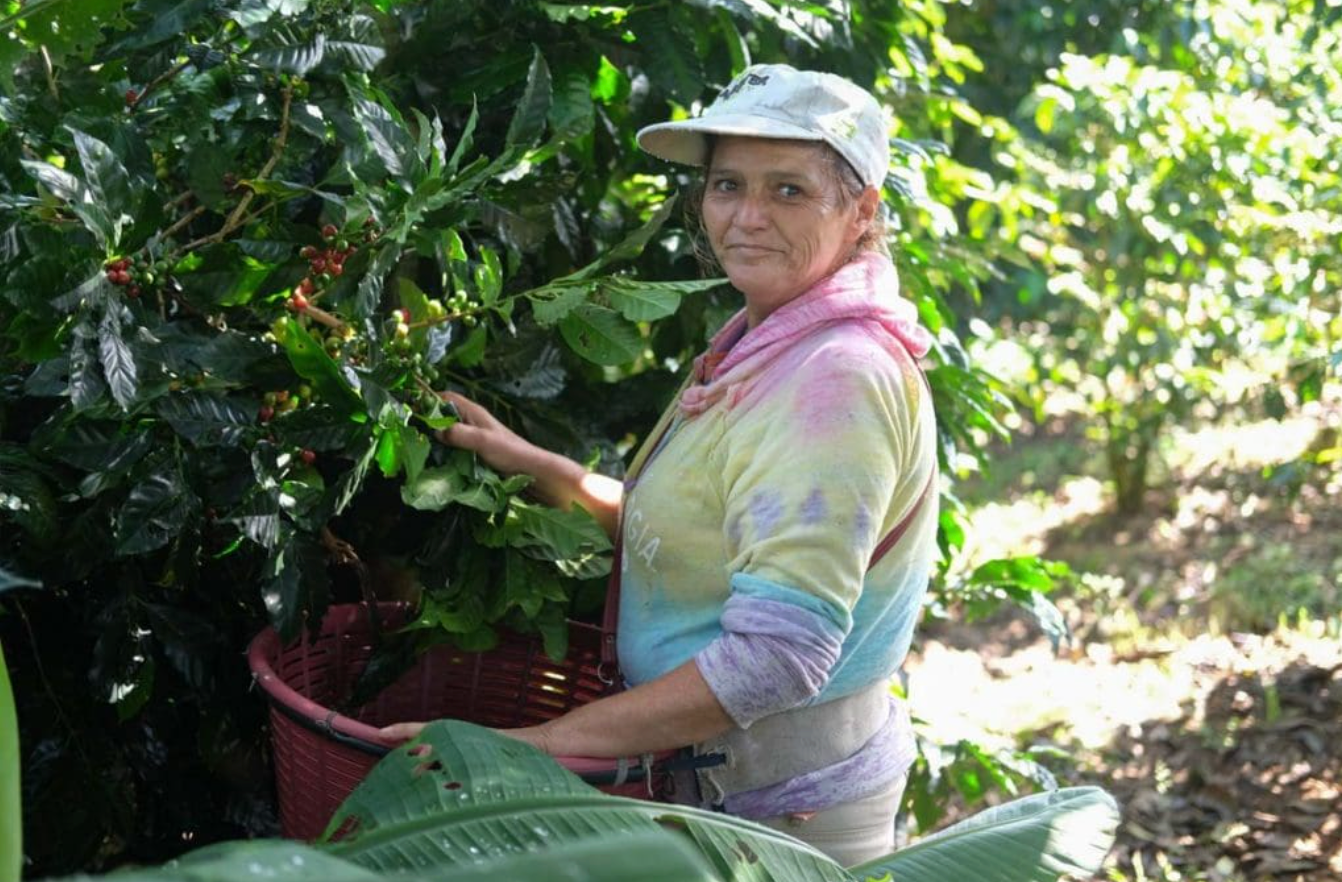 Woman harvesting coffee beans in a coffee plantation