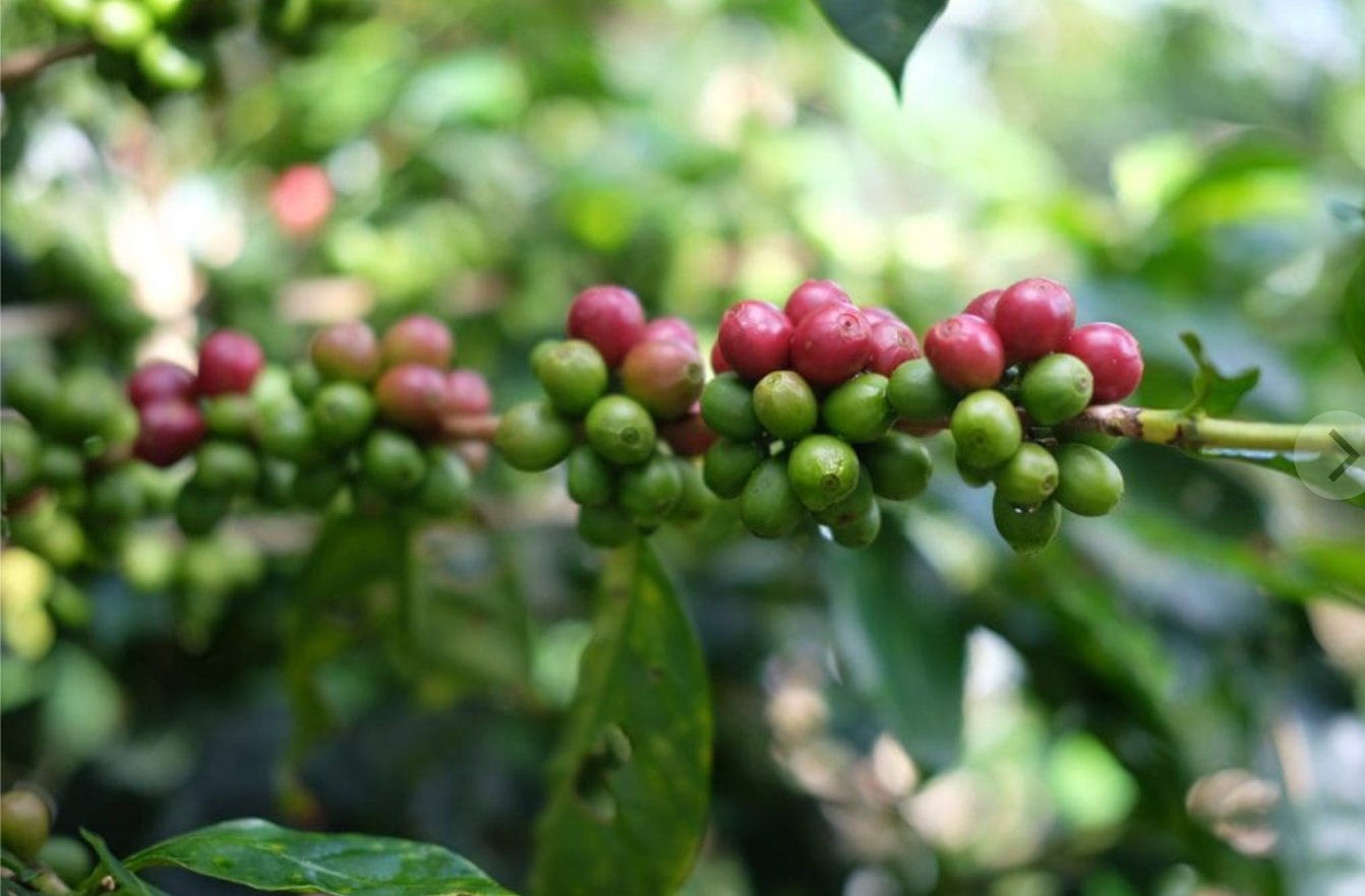 Coffee cherries on a branch with green leaves in the background