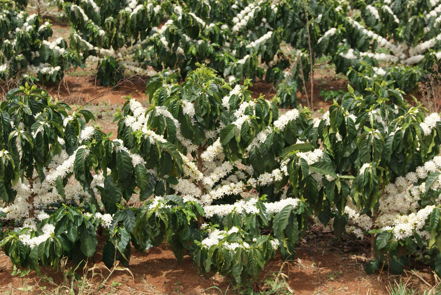 Coffee trees with white flowers in a coffee plantation