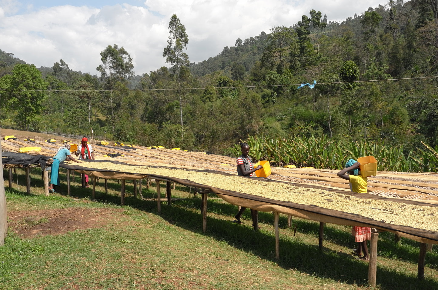 girls in Ethiopia moving drying coffee
