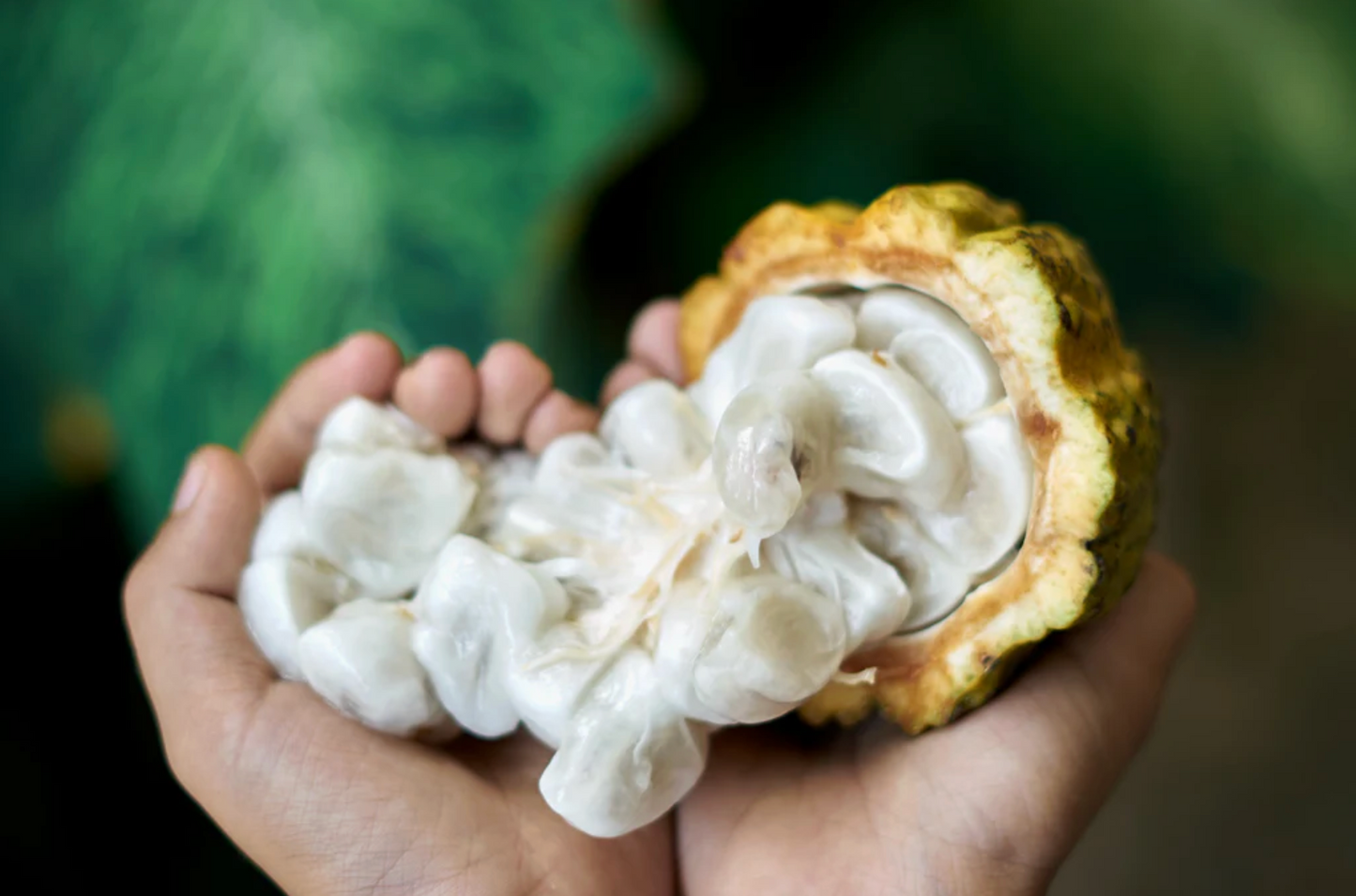 Hand holding a split cacao pod with white seeds against a blurred green background