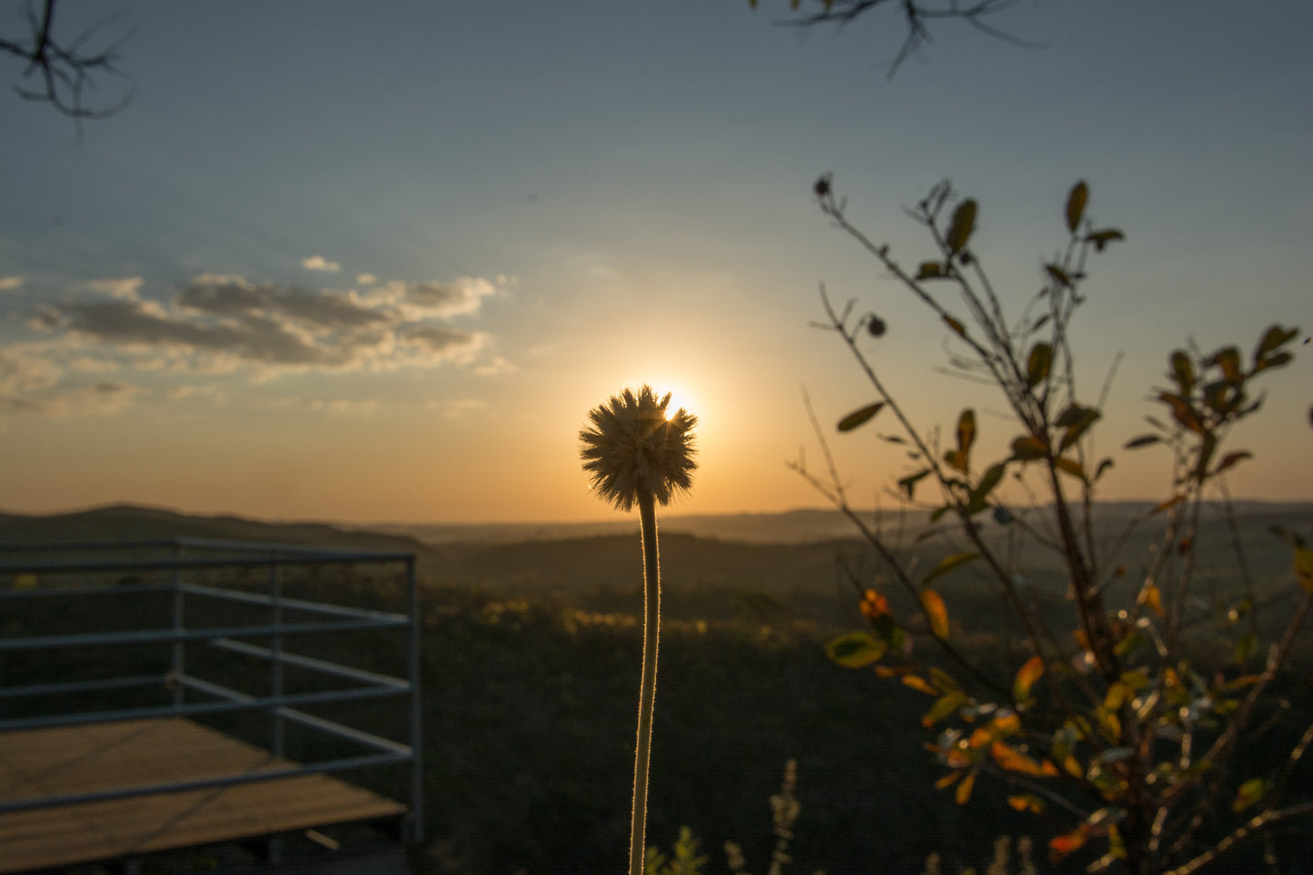 Sunset over a landscape with a silhouetted plant in the foreground.